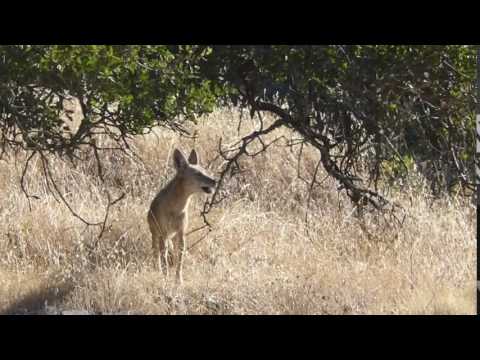 Coyotes Barking