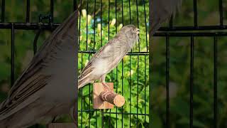 Download lagu Burung Bernyanyi #canary #bird #animal #kanarie #kanarienvogel #canarysingingtraining #birdsong mp3