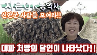 전남 신안면 자은면 대파 처방의 달인이 나타났다!!! 농가들을 위해서 신안으로 들어왔습니다. 같이 노력하며 …