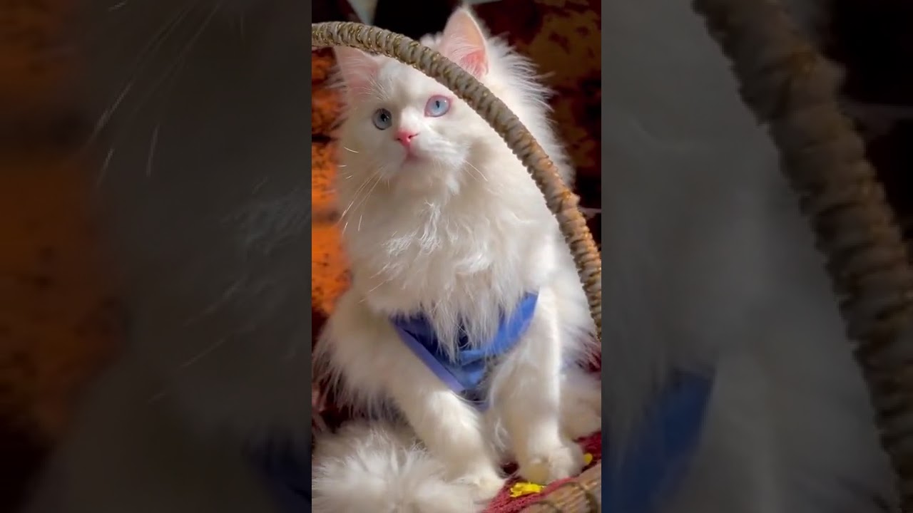 PetVault video preview 02