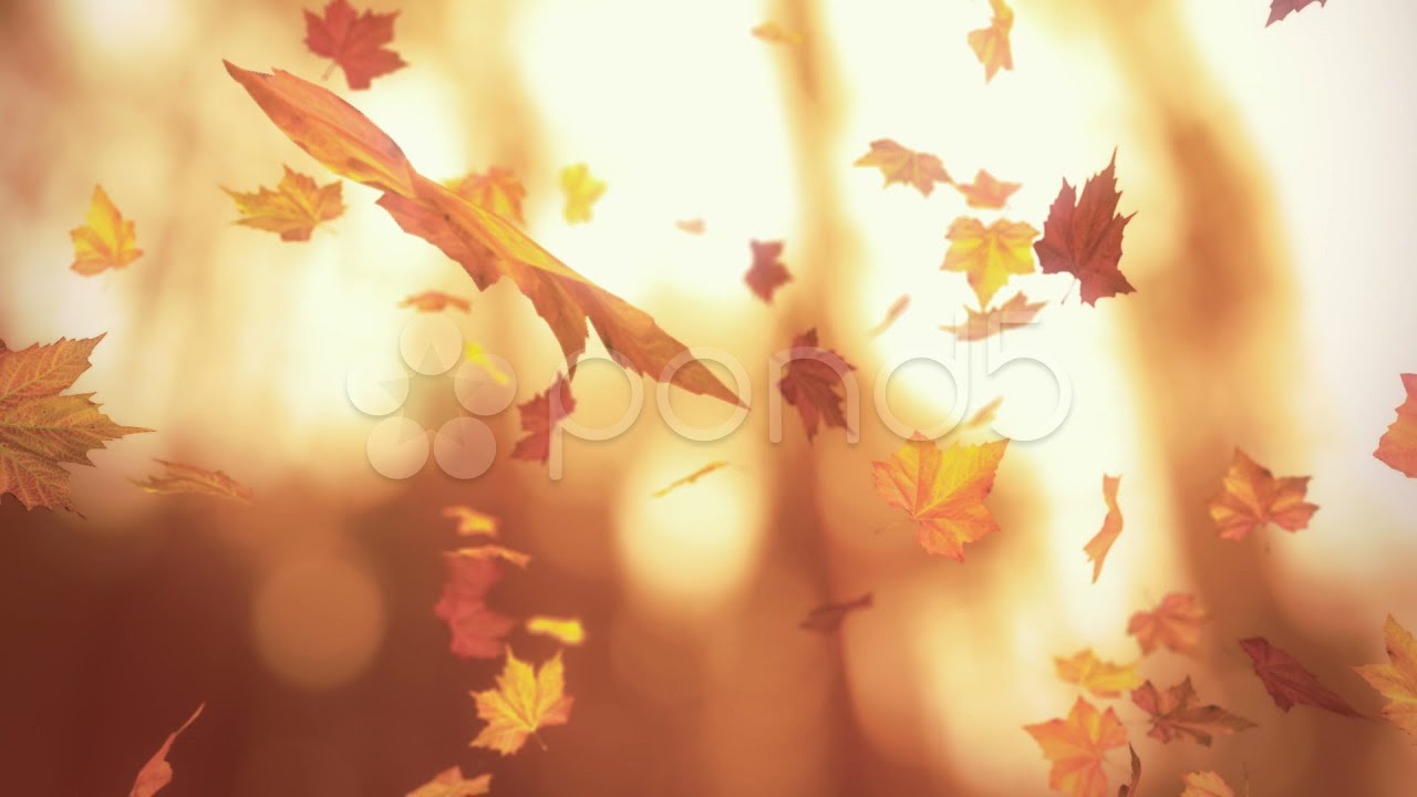 Falling Autumn Leaves - Looped 3D Animation. Stock Footage