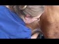 Hands Of Healing Horse Penis Cleaning EquineCare VetInAction StableWellness