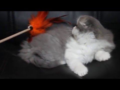 Sharmila Entire-Triumth