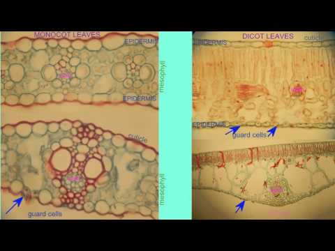 Monocot Leaf Cross Section