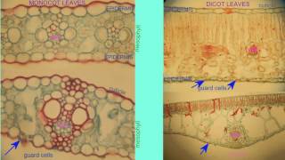 MONOCOT & DICOT LEAVES COMPARED