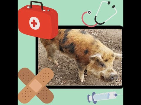 , title : 'What's Wrong with my Kunekune??!  Diagnosing and Treating Worms.  www.RaisingKuneKunes.com'