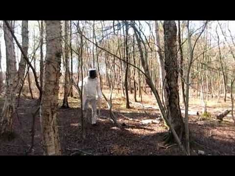 Uwe Schloen - Vor lauter Bäumen