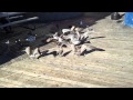 A Bunch Of Seagulls Fighting Over Food