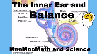 Inner ear balance