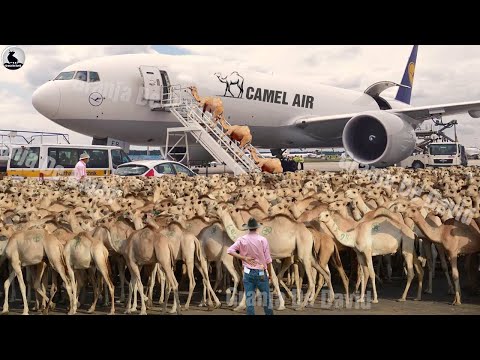 How to Export Millions of Camels Around the World - Incredible Transportation Technology
