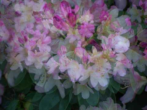 INESSA GALANTE sings "Ya li v pole da ne travushka byla?" Russian + English lyric in the Info