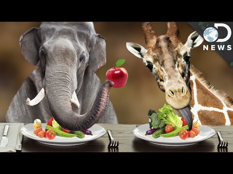 Why Are The Biggest Animals on Earth Vegetarian?
