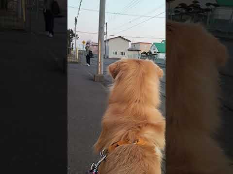 帰宅した飼い主に飛びつくゴールデンレトリバー のサムネイル