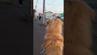 帰宅した飼い主に飛びつくゴールデンレトリバー / 飼い主大好き のサムネイル