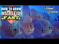 How To Grow Discus Fish Fast Vineel Yadav How To Keep Discus Fish Discus Fish Discus Ninja