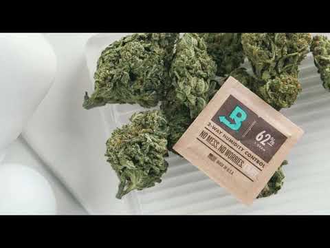 Cannabis Curing erklärt | spiderfarmer + herbies seeds