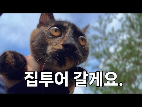 내 집은 내가 고른다! 아기고양이가 2주 동안 고르고 고른 집