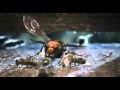 Japanese Giant Hornet Scout Killed by Asian Bees   YouTube