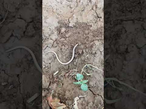 Shqiptari qe kap gjarperinje #4