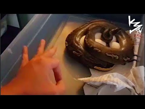 I've WAITED 4 YEARs for This!!! #K3Reptiles