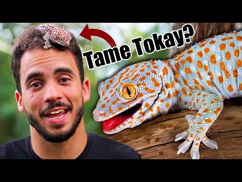 Gekon tokay (Gekko gecko) — chov a manipulácia
