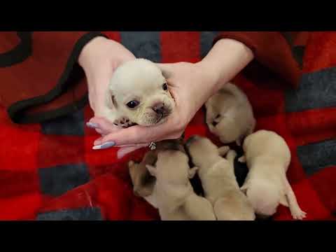 French bulldog puppies  - Luna and Ringo 3 weeks old