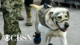 Frida the rescue dog, a symbol of hope after deadly Mexico earthquake, retires