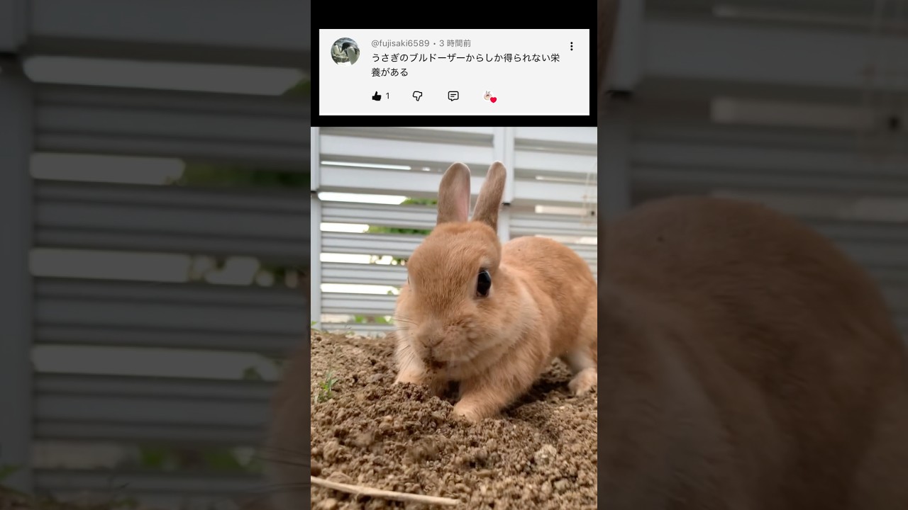 【1分セラピー】まだ栄養が足りない人へ。止まれないウサドーザー続編