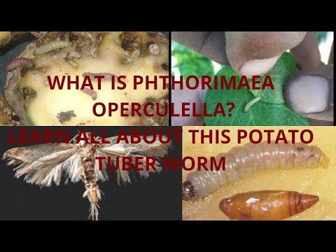 what is Phthorimaea operculella? how it affects potato and cause stinky smell? how can we control?