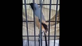 Download lagu Cendet isian greja sambung tengkek sadis - Katzuya mp3