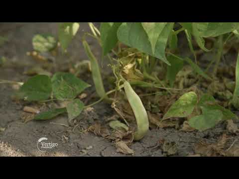 Uzgoj BORANIJE u selu GLOGONJ - U nasem ataru 905