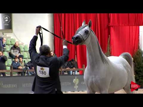 N.180 PROFENDER KA - Lier 2018 - 8-10 Years Old Stallions (Class 13)