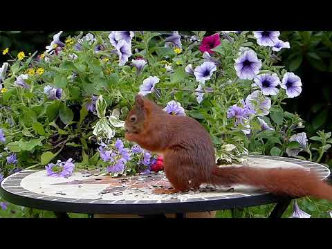 Blue Flowers/Breathtaking Colors of Nature in 4K/UHD!/Flowers #17/Timelapse/Video Footage
