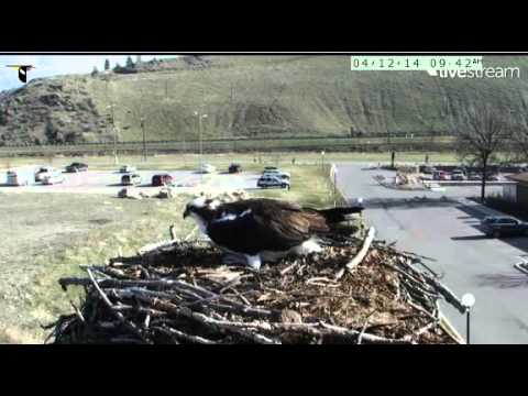 Hellgate Osprey cam April 12 Iris