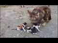 Baby Kittens Meowing Very Loudly For Mom Cat
