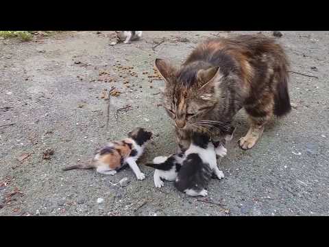 Kumpulan Video Kucing Lucu Banget Yang Bisa Bikin Ngakak Kumpulan Video Kucing Lucu Banget Yang Bisa Bikin Ngakak