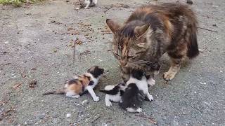 Baby kittens meowing very loudly for mom cat