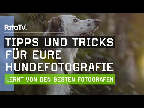 HUNDEFOTOGRAFIE lernen mit diesen Tipps 🐕‍🦺📷 | FotoTV.