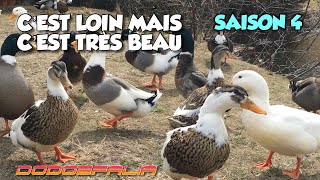 S4-E11 HARBOUR BRETON C’EST BEAU MAIS C’EST DE LA ROUTE