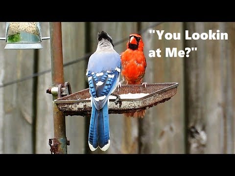 Cardinal Versus Blue Jay Staring Contest