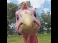 THANKSGIVING SONG ADAM SANDLER 