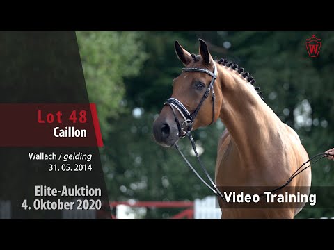 Elite-Auktion 4. Oktober 2020 Lot 48 Caillon v. Comme il faut NRW/Corallo - Trainingsvideo