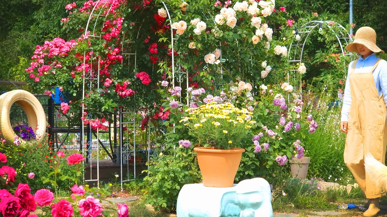 #120. 아낌없이 아낌없이 가위질을 할때 수백만송이 백만송이 장미꽃은 피어나네🌹ㅣ장미 가지치기ㅣ장미 비료주기ㅣ정원거름주기ㅣ비올라 심기