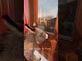 Barney Knows What He Wants Shorts Onehappyassfarm Farmlife Donkey Animals Funnyanimals