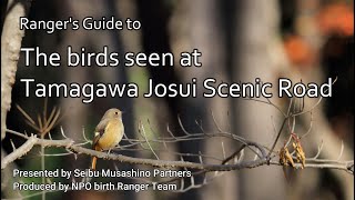 Ranger's Guide to The birds seen at Tamagawa Josui Scenic Road