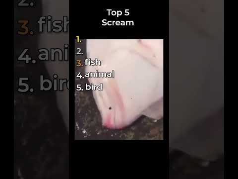 the top scream clips in the world