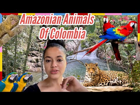 Travel Colombia (Medellin Zoo) & Restaurant Review