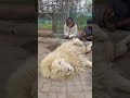 Playing with the mighty Snow Lion