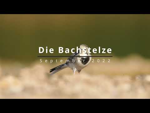 Die Bachstelze