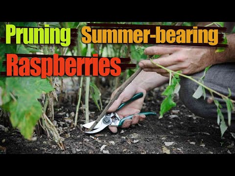 Pruning Summer-bearing Raspberries - How and When to Prune a Raspberry